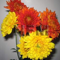 chrysanthemum fall cushion flowers